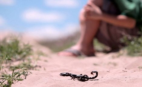 الصويرة.. مخاوف من “غزو” الحشرات والعقارب بعد التساقطات المطرية الأخيرة