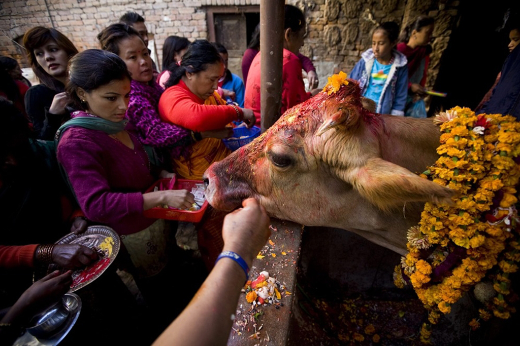 Marrakech why-cows-are-sacred-in-hinduism-why-is-cow-worshipped-as-mother-in