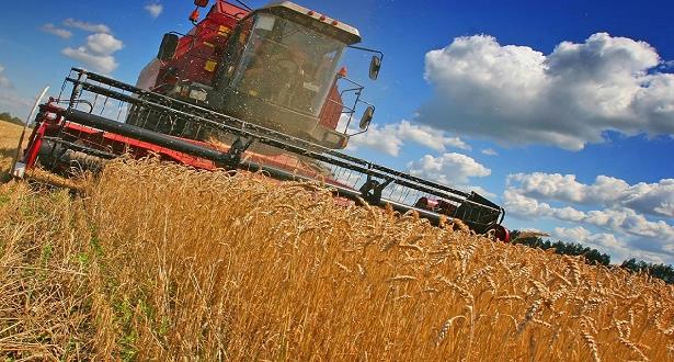 الوزارة تعلن حصيلة إنتاج الحبوب وتكشف أسباب الانخفاض