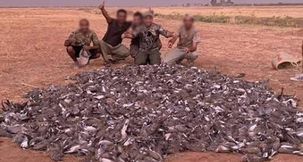 وزارة الفلاحة توضح حقيقة صور قنص 1400 طائر ضواحي مراكش