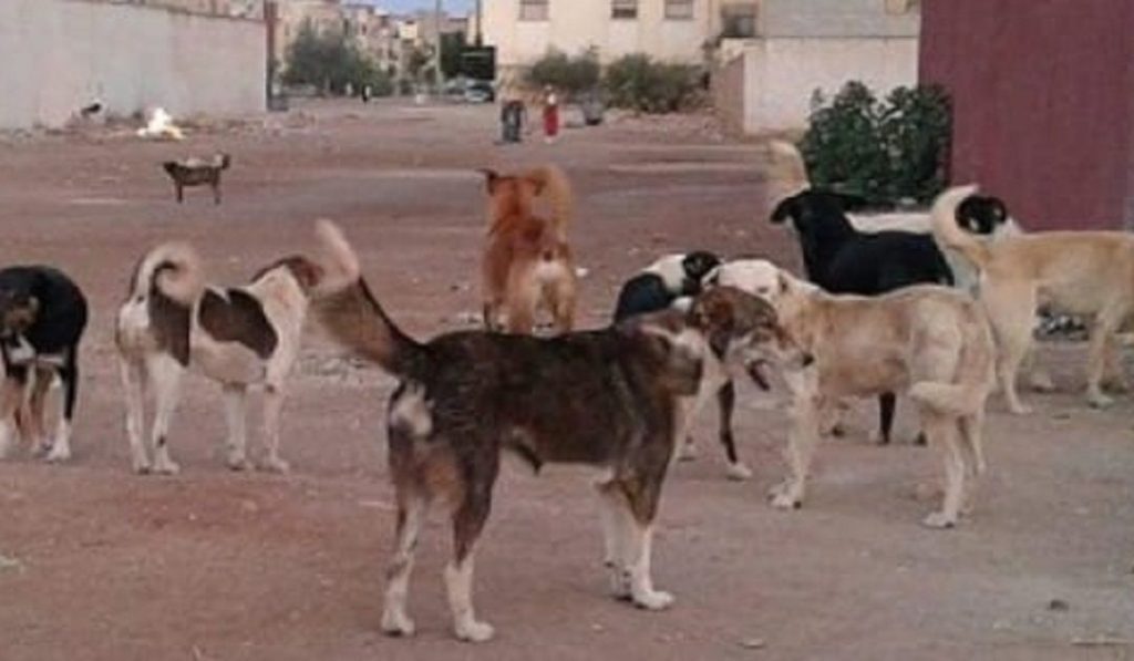استفحال ظاهرة الكلاب الضالة يهدد سلامة المواطنين بعدد من الاحياء والتجزئات السكنية بمدينة قلعة السراغنة