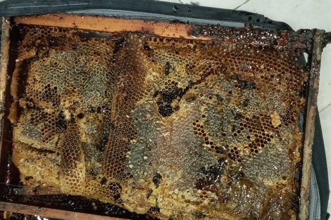 اعتقال مغربي وحجز الآلاف من النحل الاسود الخطير  بباب مليلية