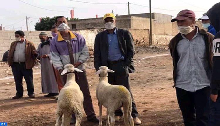 افتتاح السوق الأسبوعي في وجه مربي وبائعي الماشية بسيدي بوعثمان باقليم الرحامنة وفق هذه الشروط