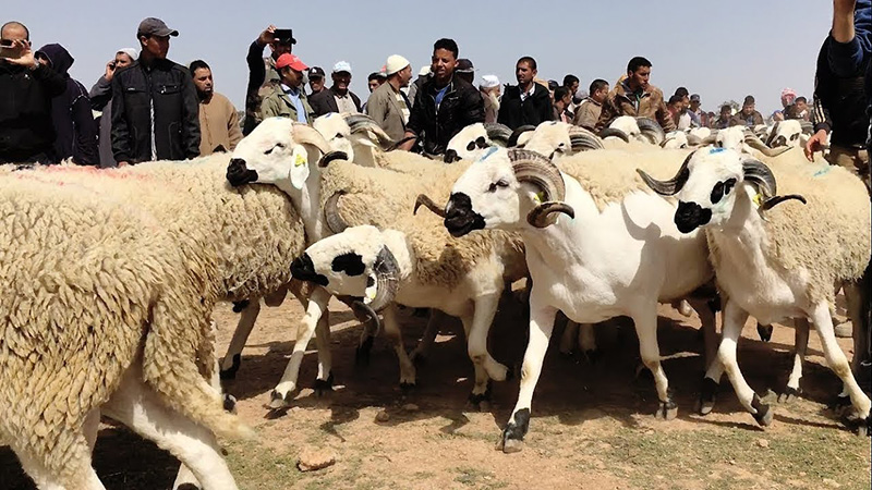 بعد اغلاق السوق الاسبوعي لبن جرير لازيد من شهرين بسبب كورونا.. المجلس الجماعي يقرر استئناف نشاط رحبة المواشي وبيع مواد العلف