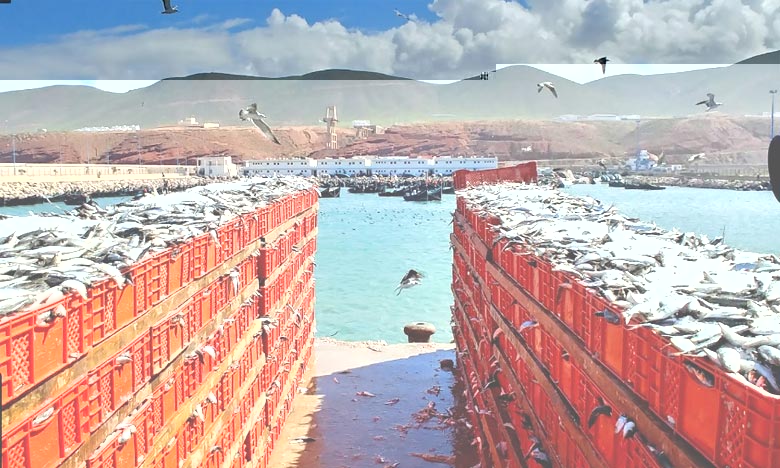 ارتفاع مفرغات الصيد الساحلي والتقليدي ب 125 بالمائة بميناء طرفاية