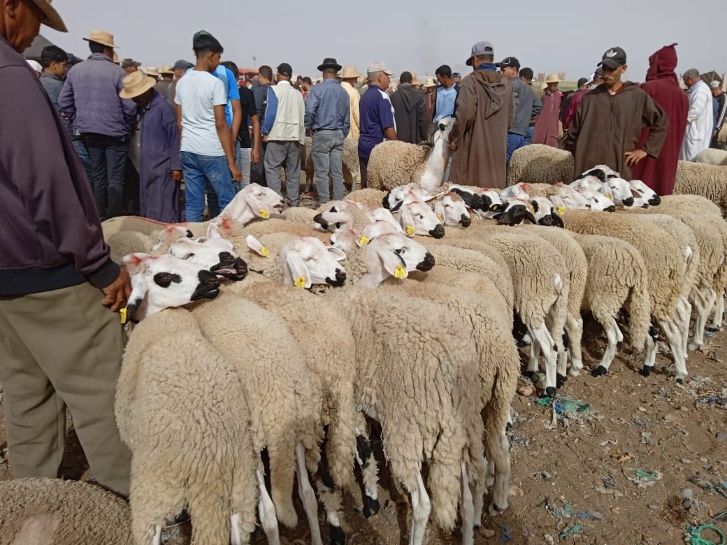 من مصدر موثوق: اقليم قلعة السراغنة يتوفر على 495700 رأس من الأغنام وعلى قطيع كاف من الأبقار والماعز والأثمان يؤثر فيها “الشناقة”
