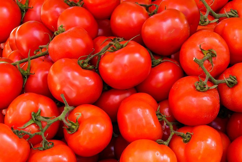 المغرب يوفر 50 في المائة من احتياجات اسبانيا من الطماطم