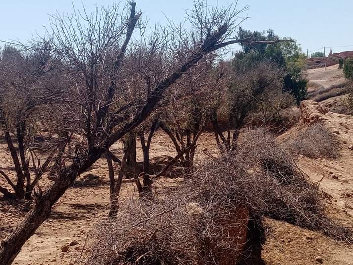 بعد ظهور بوادر تراجع كبير لإنتاج الزيتون:فلاحو اقليم قلعة السراغنة يناشدون المصالح المركزية لوزارة الفلاحة التدخل لإنقاذ أشجارهم