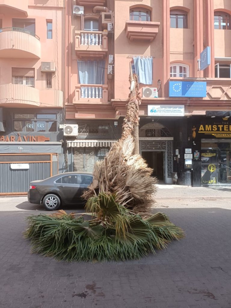 سقوط نخلة يتسبب في خسائر طفيفة لسيارة مركونة بالشارع العام بمراكش