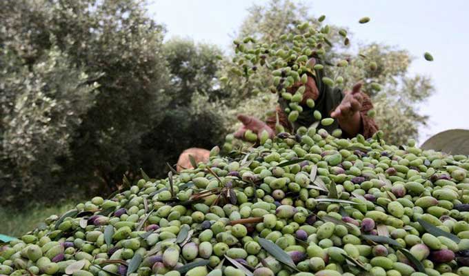 حسب فلاحين ومنتجين وبسبب الجفاف: انتاج الموسم الحالي من الزيتون باقليم قلعة السراغنة لن يتجاوز عشرين في المائة من محصول السنة الماضية