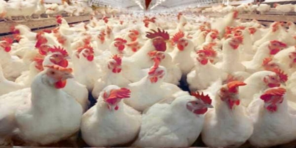 ارتفاع أسعار الدجاج والخضر يثير غضب المغاربة