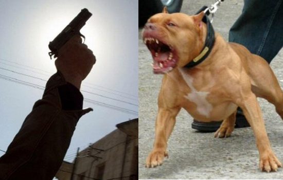 شرطي يطلق الرصاص لتوقيف شخص هائج قام بتحريض كلب شرس ضد عناصر الأمن بتمارة