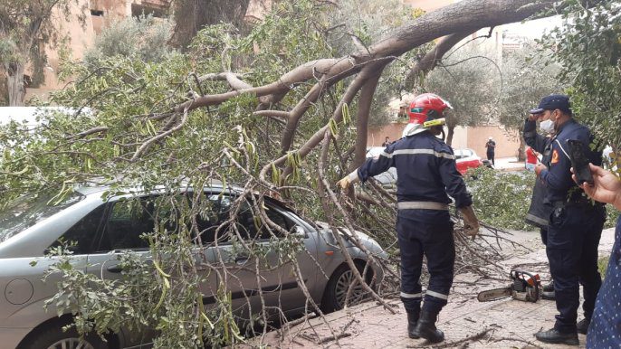 عاجل.. مصرع ثلاثيني إثر سقوط شجرة بشارع علال الفاسي بمراكش