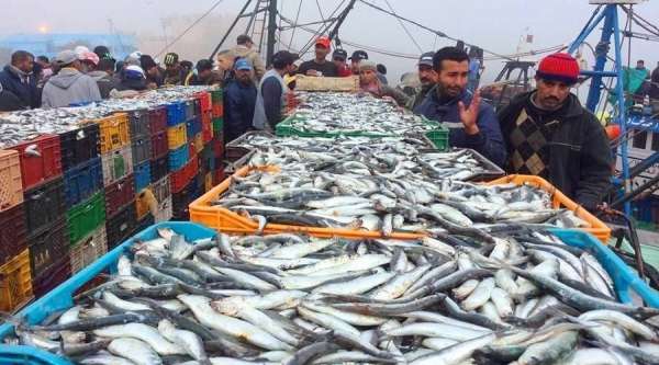 ميناء آسفي .. ارتفاع الكميات المفرغة من منتوجات الصيد الساحلي والتقليدي بنسبة 12 بالمئة