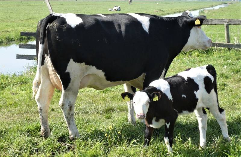 الحكومة تصادق على وقف استيفاء رسم الاستيراد المفروض على الأبقار الأليفة