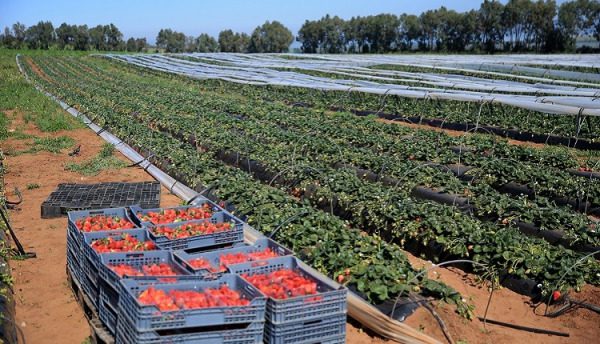 المنتجات الغذائية الفلاحية والبحرية.. الصادرات تجاوزت عتبة 80 مليار درهم في 2022