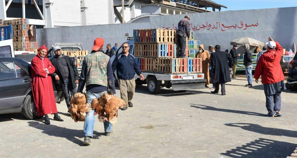 وزير الفلاحة: أسعار منتجات الدواجن ستتراجع قبل رمضان