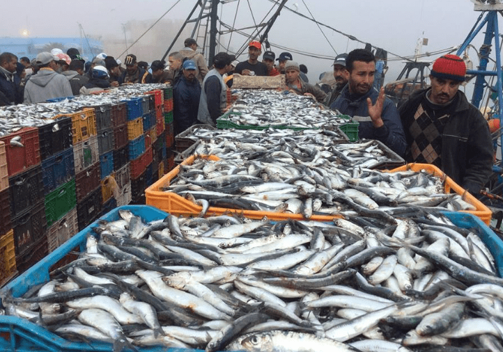 صادرات المغرب من السمك تجاوزت 28 مليار درهم