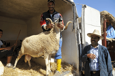 أزمة اللحوم الحمراء تطرح علامات استفهام حول عيد الأضحى