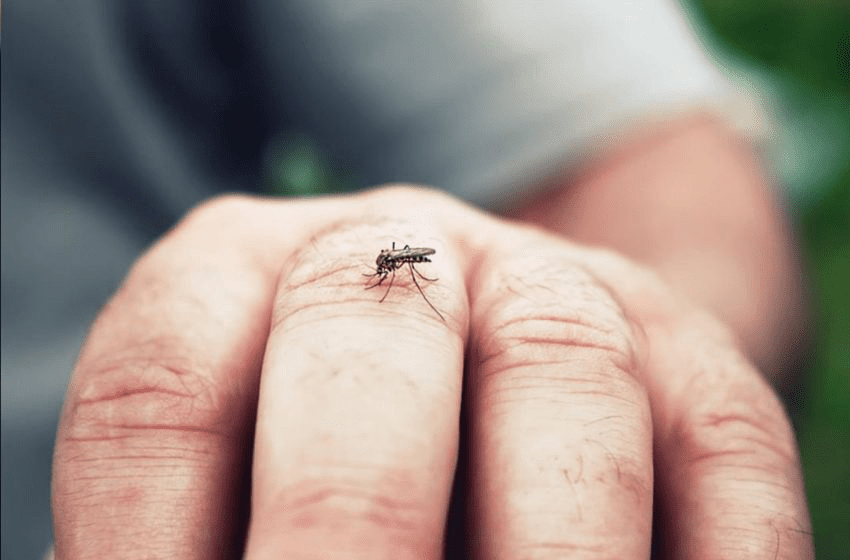 وفاة 35 شخصا في الأرجنتين بسبب حمى الضنك