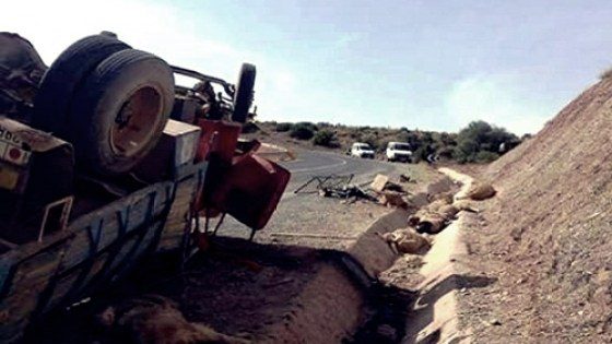 انقلاب شاحنة يتسبب في نفوق 40 كبشا ضواحي سطات