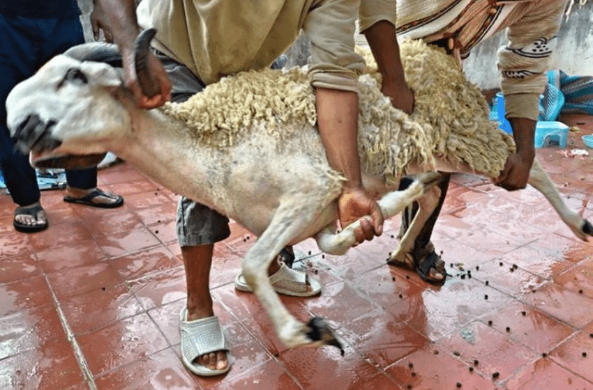 عيد الأضحى 2023.. نصائح المكتب الوطني للسلامة الصحية