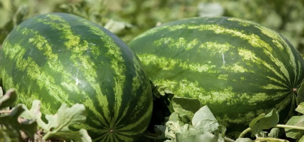 المغرب ضمن لائحة الدول الأكثر تصديرا للبطيخ الأحمر للعالم