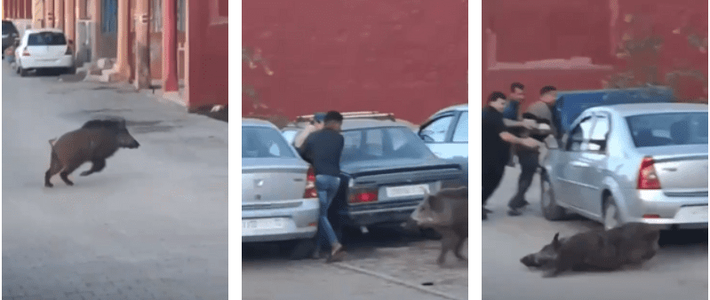 إصابة 4 أشخاص بجروح خطيرة اثر هجوم خنزير بري على ساكنة مدينة ايمنتانوت