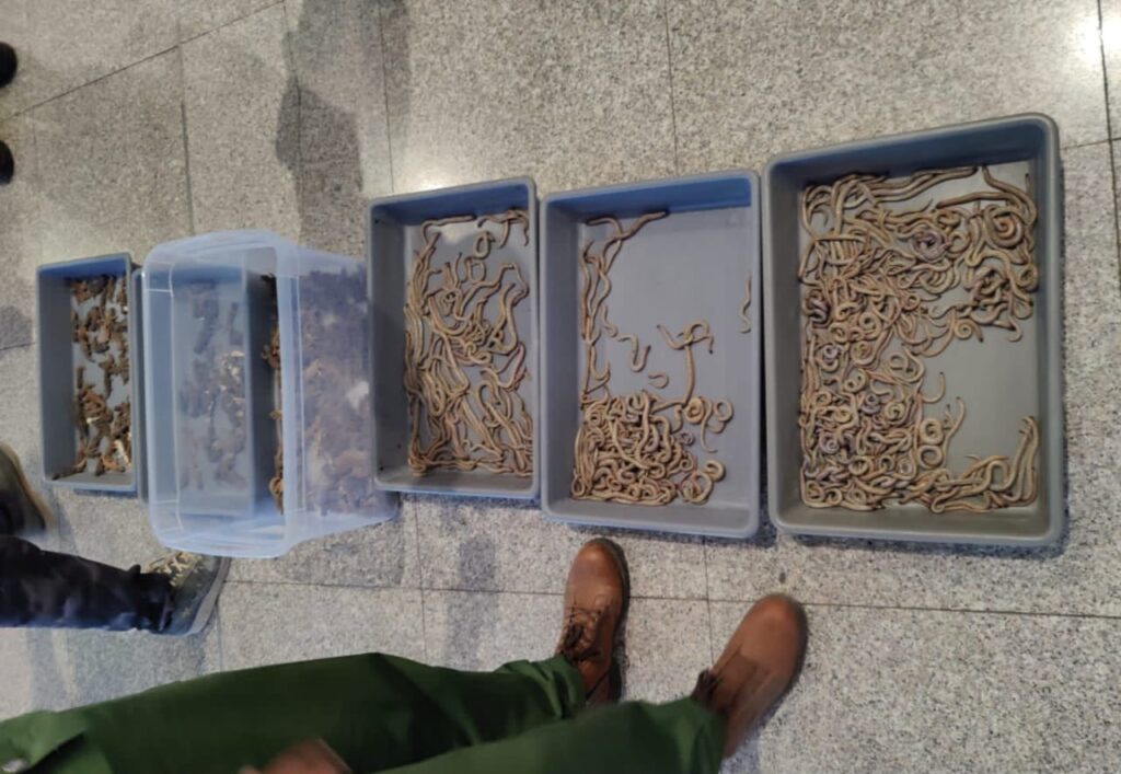 إحباط عملية محاولة تهريب عدد كبير من الزواحف بمطار مراكش-منارة