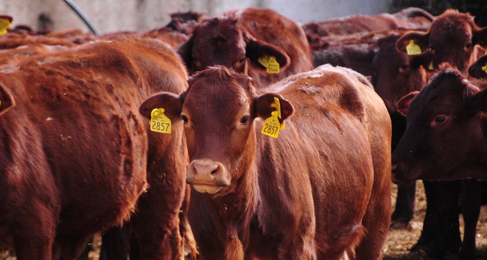 الحكومة تواصل إعفاء مستوردي الأبقار من ضريبة القيمة المضافة