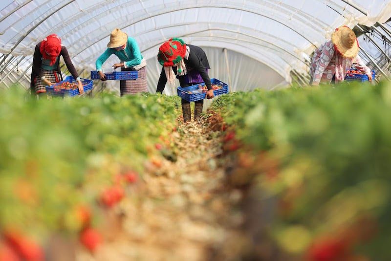 إسبانيا..استقبال 7500 عاملة زراعية موسمية من المغرب