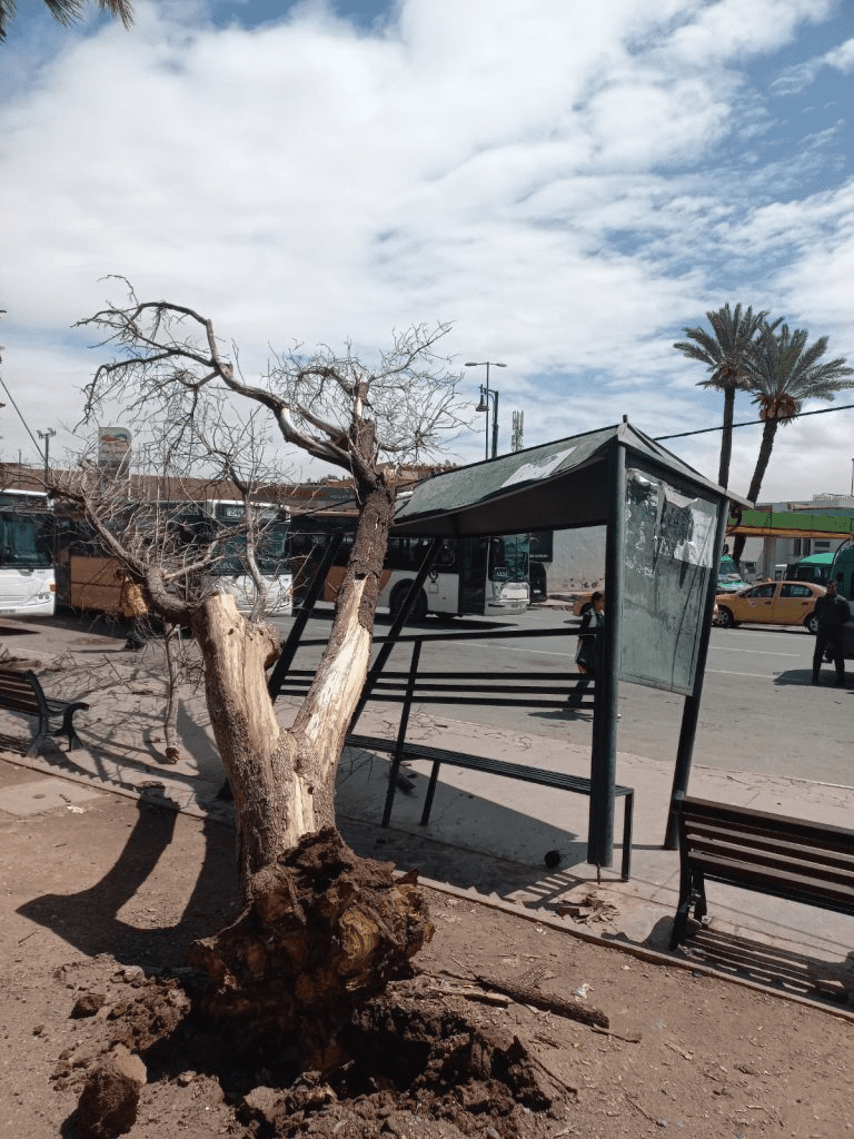الرياح القوية بمراكش تتسبب في سقوط شجرة وخسائر مادية بمحطة توقف الحافلات