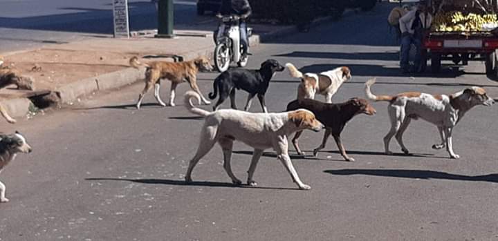 انتشار الكلاب الضالة يثير مخاوف ساكنة مراكش