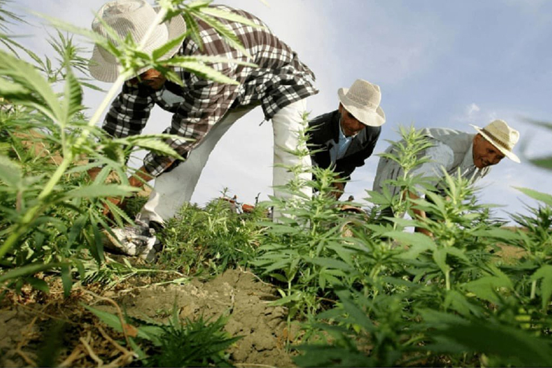 تعبئة قوية للمستفيدين من العفو الملكي للانخراط في الاستراتيجية الجديدة في مجال زراعة القنب الهندي