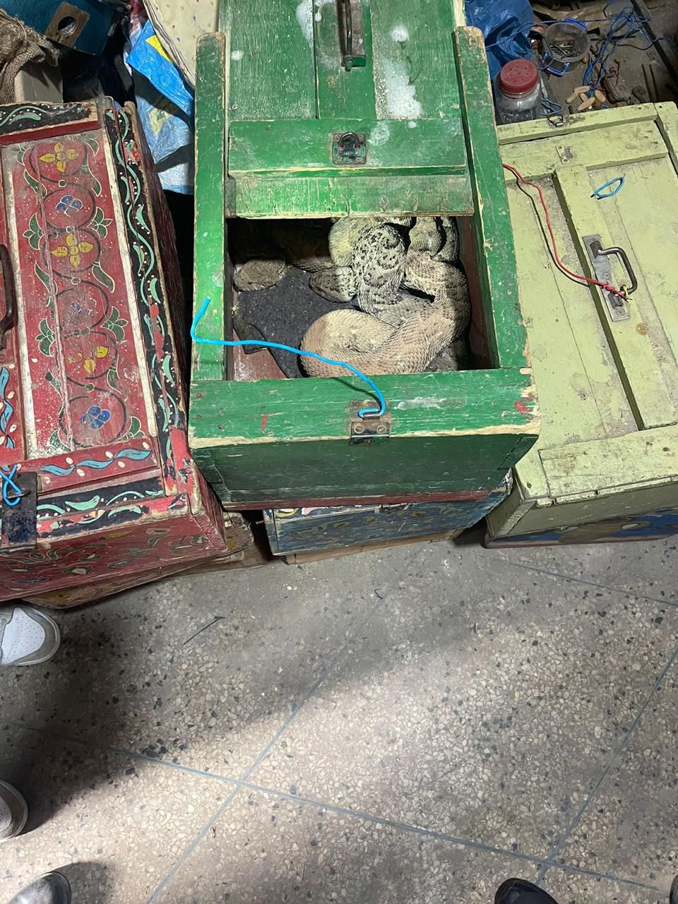 الأمن يحجز حيوانات برية وزواحف مهددة بالانقراض في مراكش والناظور
