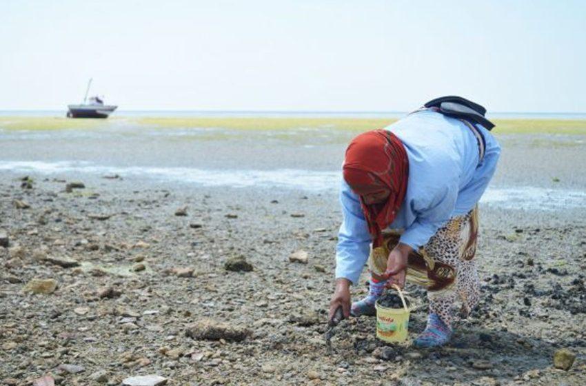 رفع الحظر عن جمع وتسويق الصدفيات بمنطقة جمعة ولاد غانم ـ الدار الحمرا بالجديدة