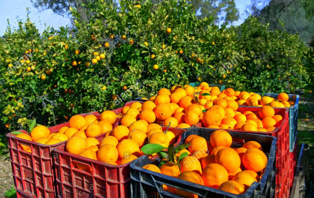 مراكش تستضيف النسخة الأولى من “المؤتمر الوطني للحوامض”