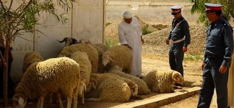 عناصر الدرك تضبط رؤوس الأغنام المسروقة من جماعة سيدي بولعلام ضواحي الصويرة