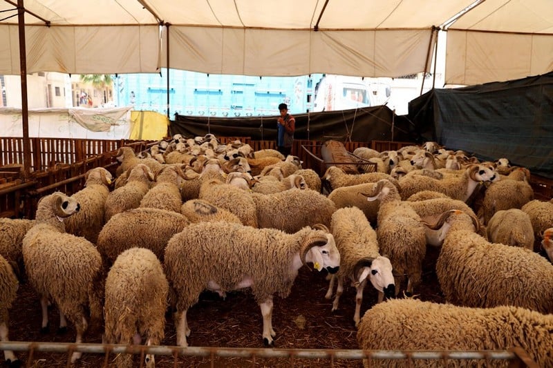 الداخلية المغربية تصدر تعليمات صارمة بشأن عيد الأضحى
