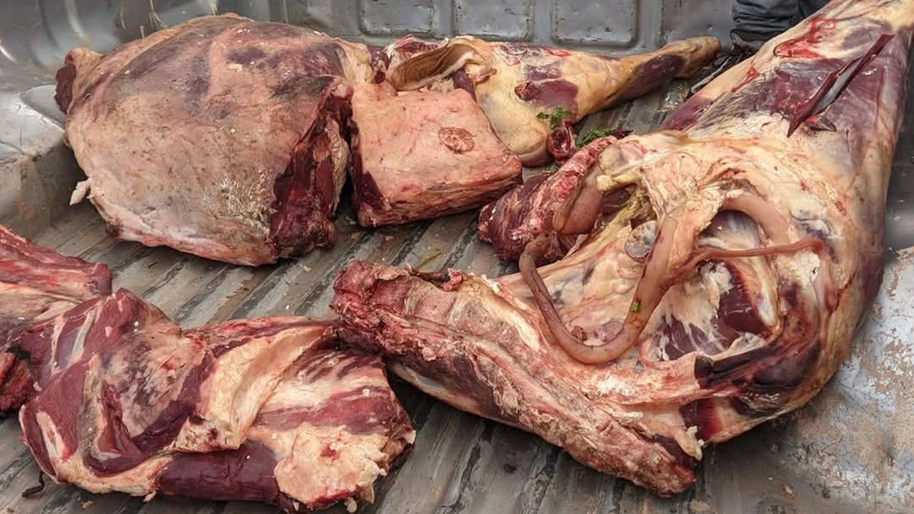اعتقال “شيفور” وحجز لحوم مجهولة المصدر على متن سيارة لنقل البضائع