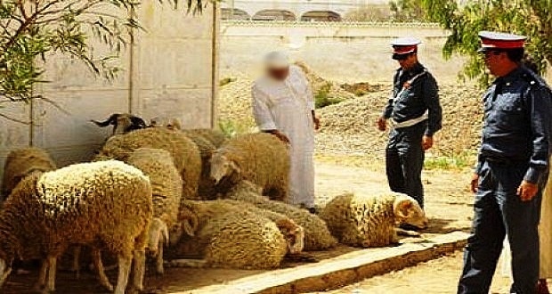 قلعة السراغنة.. الدرك الملكي يحبط سرقة ماشية ويطارد “فراقشية”