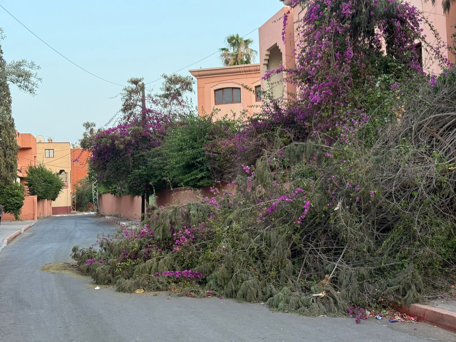 استياء بحي الوحدة الرابعة بمراكش بسبب تقطيع الأشجار وترك مخلفاتها في الشارع استياء بحي الوحدة الرابعة بمراكش بسبب تقطيع الأشجار وترك مخلفاتها في الشارع