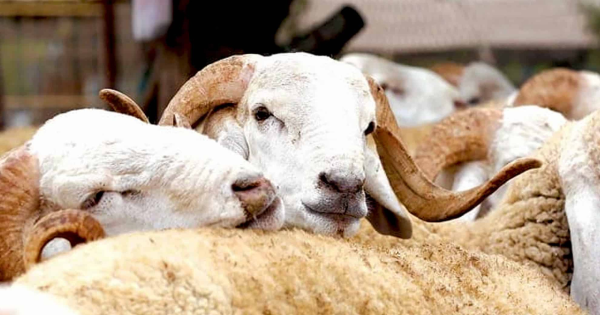 حجز 67 خروفاً بمدخل مراكش في إطار منع تداول أضاحي العيد