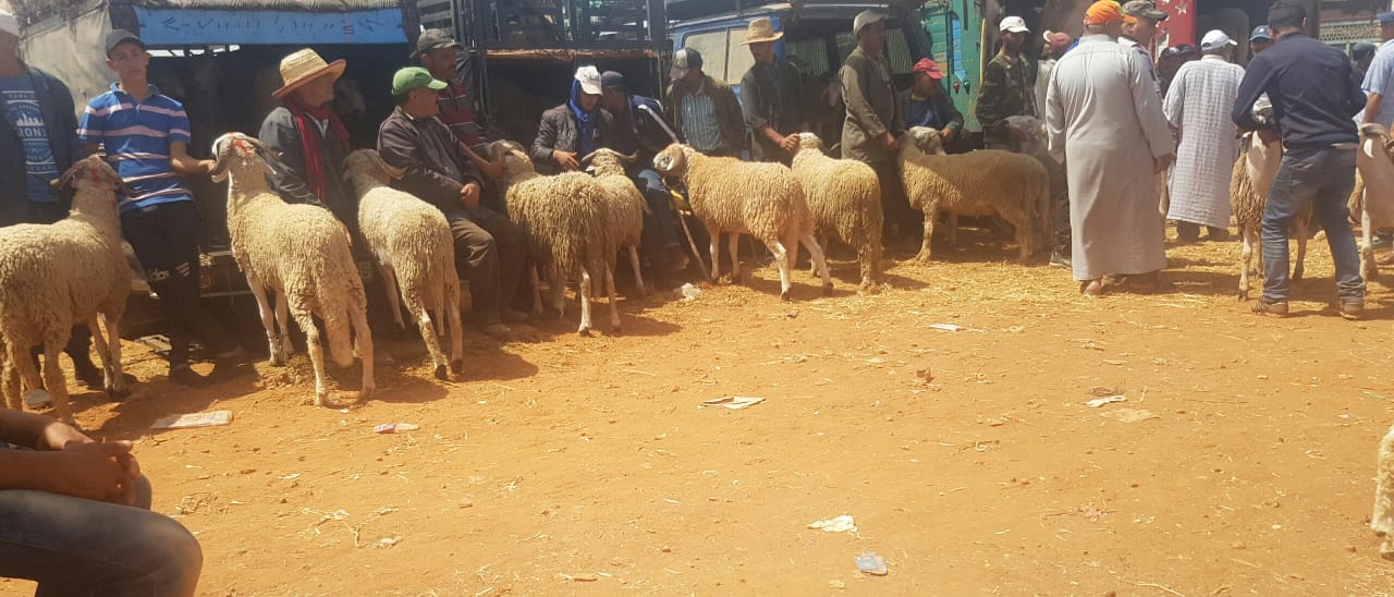 جماعة سيدي عبد الله غياث تغلق “رحبة” بيع الأغنام تماشياً مع التوجيهات الملكية