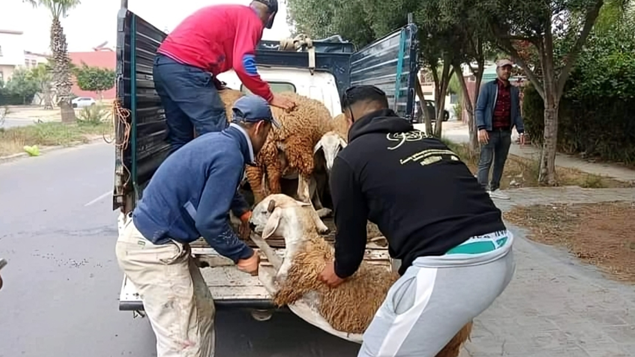السلطات بالجديدة تحجز رؤوس أغنام داخل المجال الحضري في إطار منع أضاحي العيد
