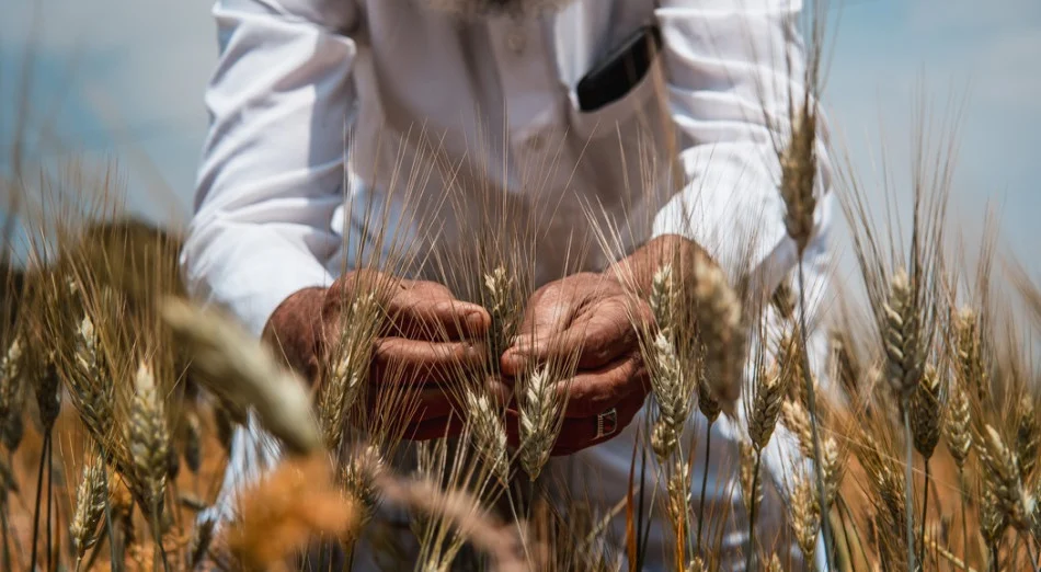حقول الصويرة وآسفي في طليعة جهود المغرب لزراعة القمح المقاوم للجفاف