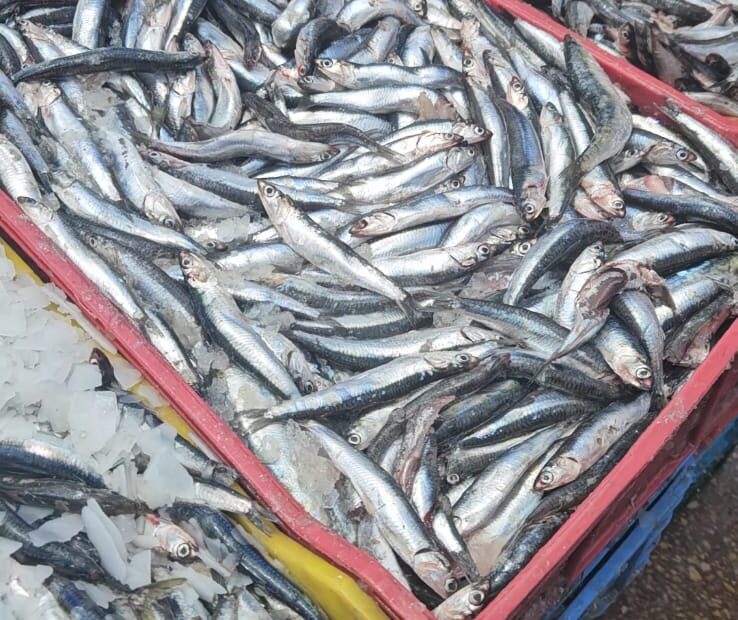 ضبط وحجز طنً من “الأنشوبا” غير المصرح بها بميناء آسفي