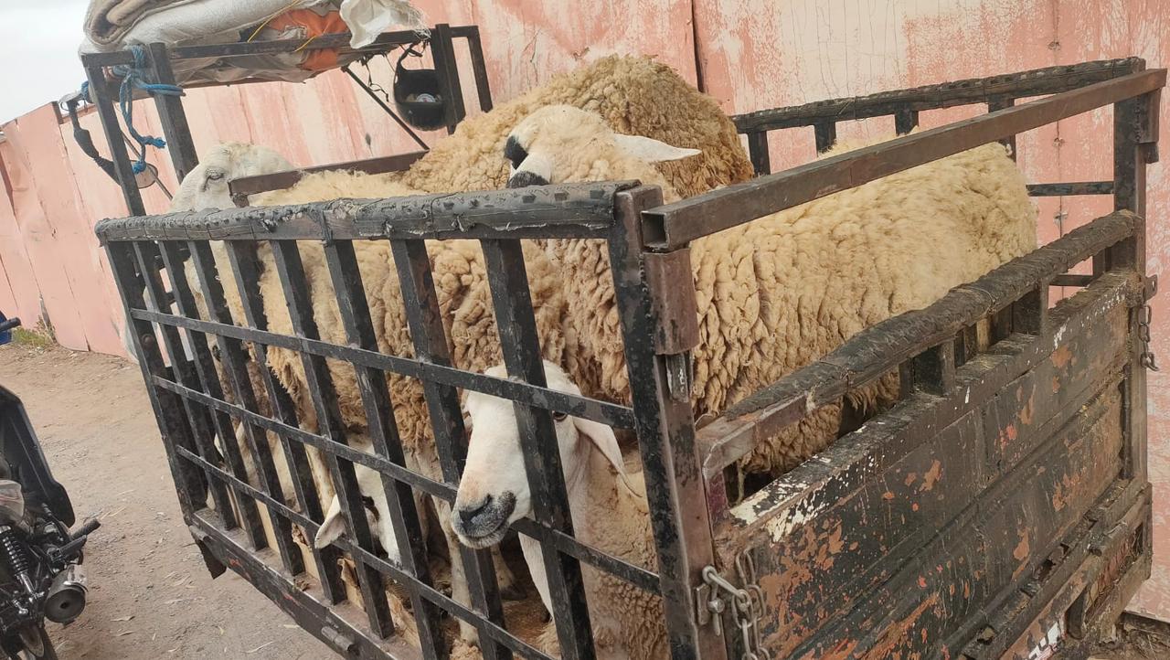 بالصور.. السلطات بمراكش تحجز 10 رؤوس من إناث الأغنام في حملة ضد الذبح غير القانوني