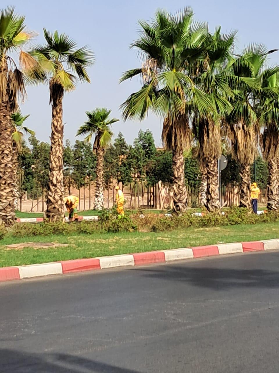 بعد الاجتماعات الولائية.. تشذيب الأشجار وتأهيل المساحات الخضراء بشوارع مراكش