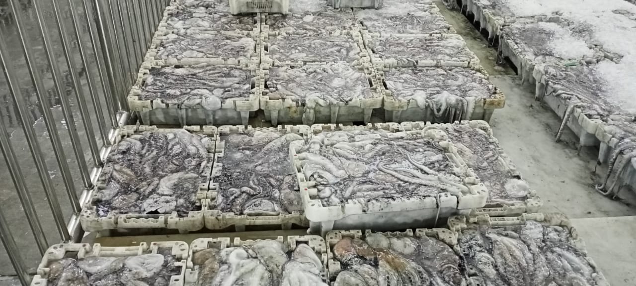 مفرغات الأخطبوط ترفع مؤشرات البيع في سوق السمك بميناء آسفي
